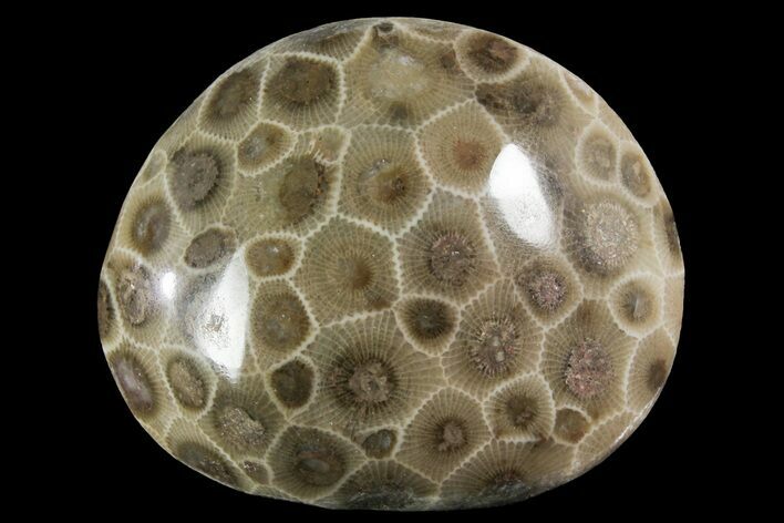 Polished Petoskey Stone (Fossil Coral) - Michigan #156046